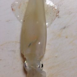 食品コンビナート大阪側！エギング