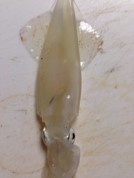 食品コンビナート大阪側！エギング