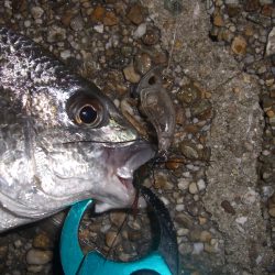 台風後のチニング調査
