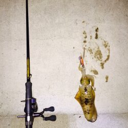 エギング(アオリイカ)