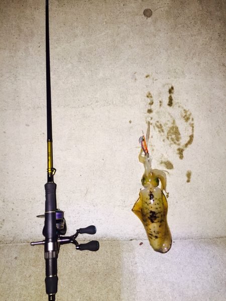 エギング(アオリイカ)