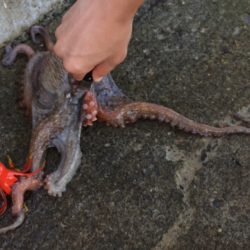 タコが釣れました