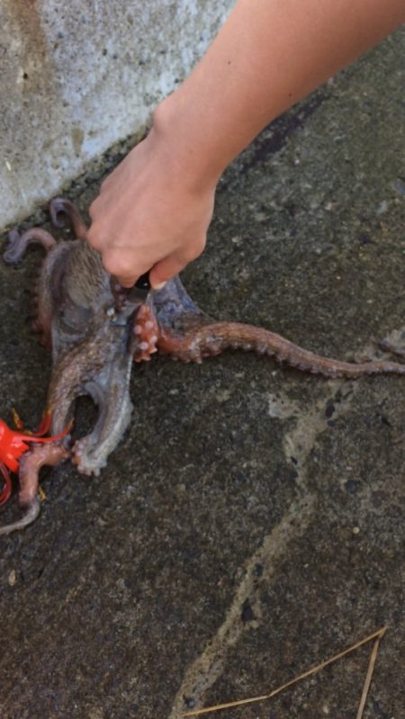 タコが釣れました