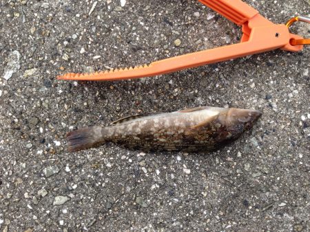 草フグ、ヒトデを入れたら8目