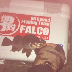 マイポイントでメバリングとチニング