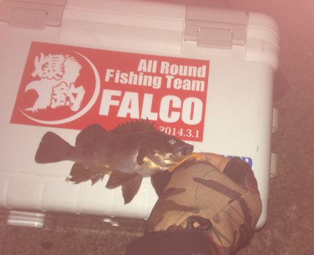 マイポイントでメバリングとチニング