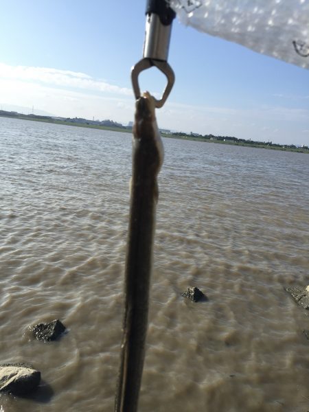 チヌ釣りのはずが！？