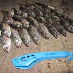 アジングラビット2015　その9