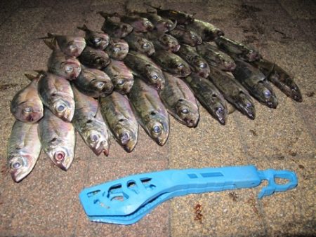 アジングラビット2015　その9