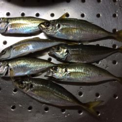 久々のカゴ釣り