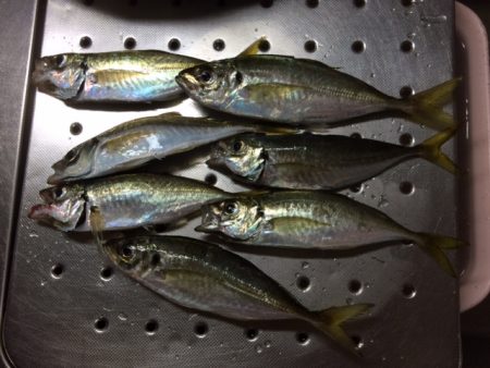 久々のカゴ釣り