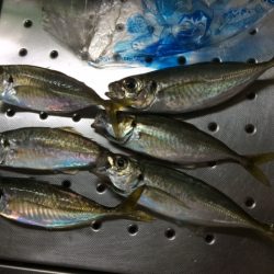 サイズが・・・