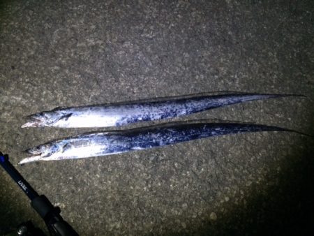 激濁りタチウオ釣行