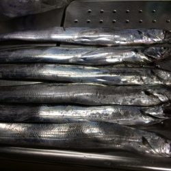 久々タチウオ釣行