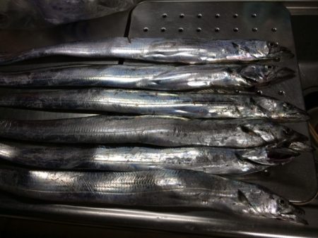 久々タチウオ釣行