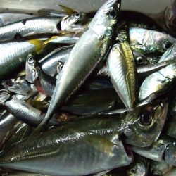 豆アジ、小サバ 祭り!