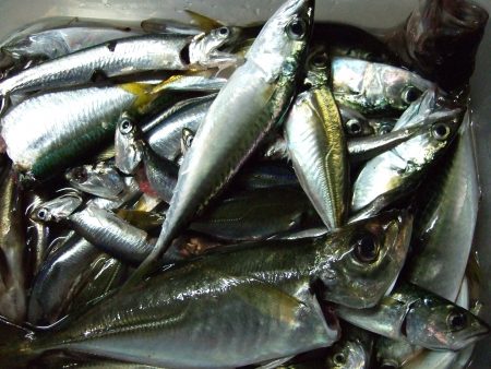 豆アジ、小サバ 祭り!