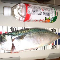 キター大サバ！