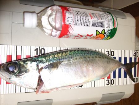 キター大サバ！