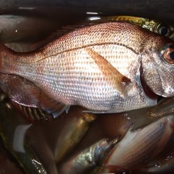 夕方の短時間で、キス、アジ、チャリコなど