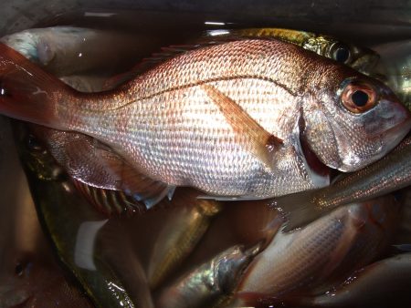 夕方の短時間で、キス、アジ、チャリコなど