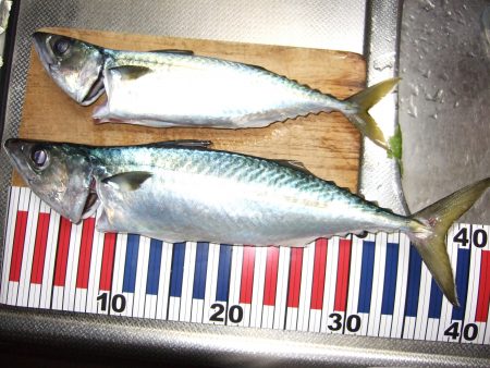 大サバ！釣れました！