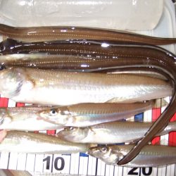 自己最高！２７㎝キスがこんな所で釣れました！