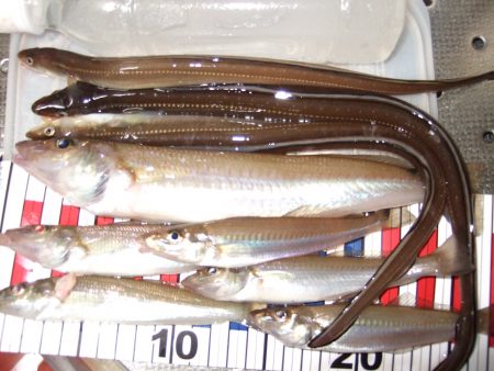 自己最高！２７㎝キスがこんな所で釣れました！