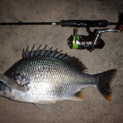 渋くても釣れちゃう岸壁チヌゲー