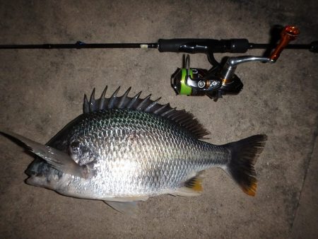 渋くても釣れちゃう岸壁チヌゲー