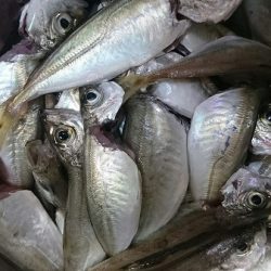 ショアジギング、ウキ釣り釣行