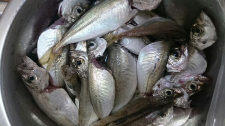 ショアジギング、ウキ釣り釣行