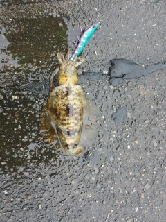 梅雨らしい天気