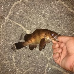 タコが食べたくて