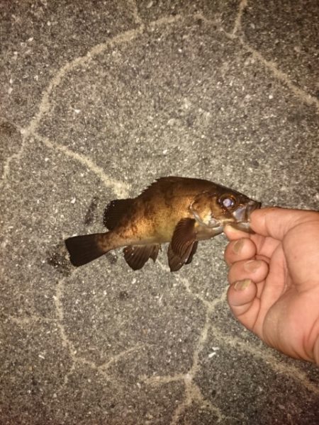 タコが食べたくて