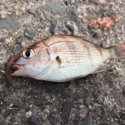 泉佐野コンビナートで