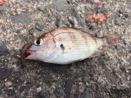 泉佐野コンビナートで