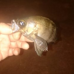 メバルは終わりかな