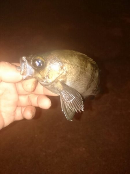 メバルは終わりかな