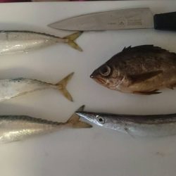 台風後のカゴ釣り