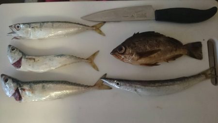 台風後のカゴ釣り