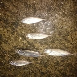 どしゃ降りアジング