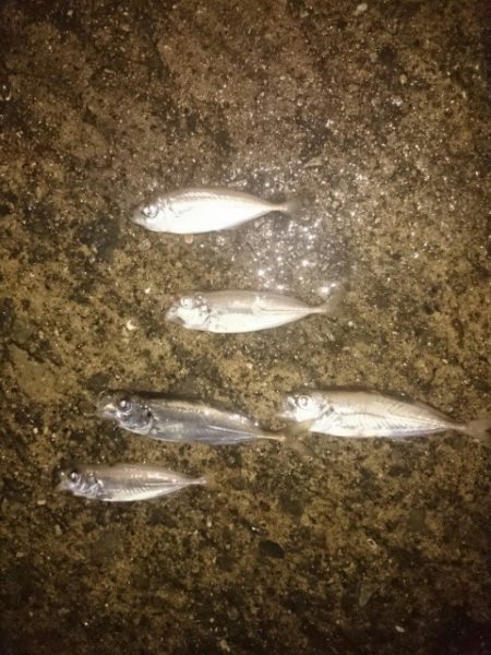 どしゃ降りアジング