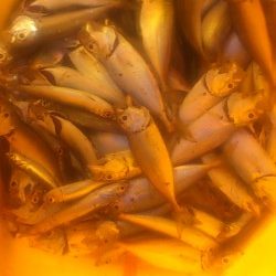 不安定な太刀魚 確実なサビキ