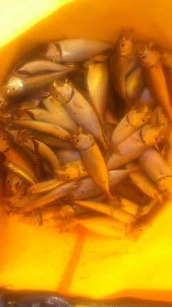 不安定な太刀魚 確実なサビキ