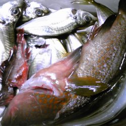 アコウ釣れました！