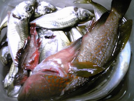 アコウ釣れました！