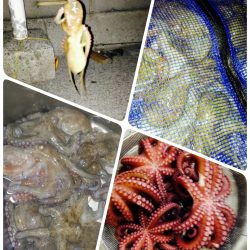 たこ！たこ！たこ祭り！たこゲーム最高！！