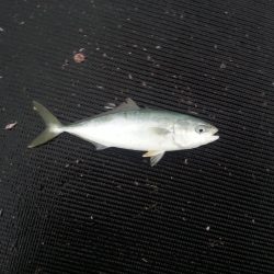 遠投サビキでサバ