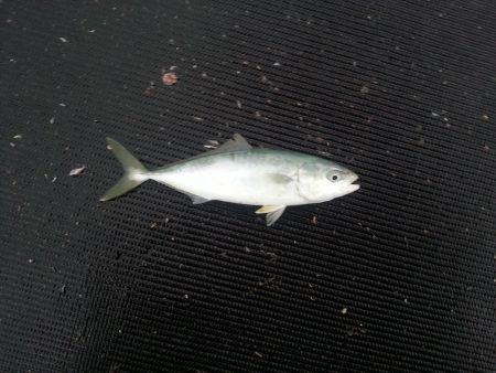 遠投サビキでサバ